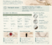 925 Sterling Silver vs Silver-Plated vs Fine Silver: What to Buy